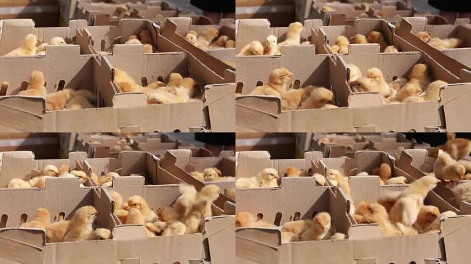 许多疯狂的小鸡挤在纸箱里，跳起来