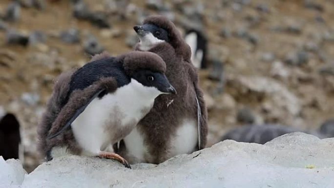 南极洲的阿德利企鹅小鸡
