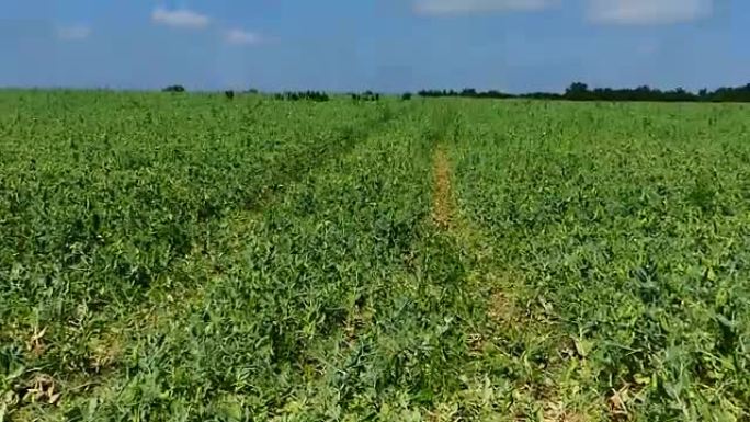 田里是用豌豆播种的。豌豆产量。在一个阳光明媚的下午，豌豆田。