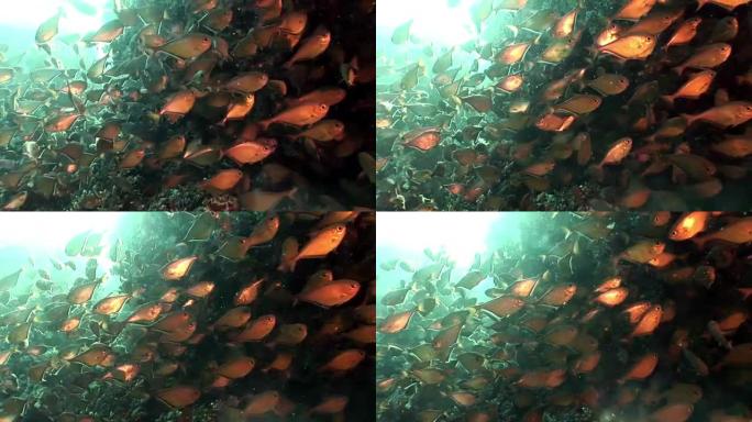 红海水下闪亮鱼洞清道夫学校。