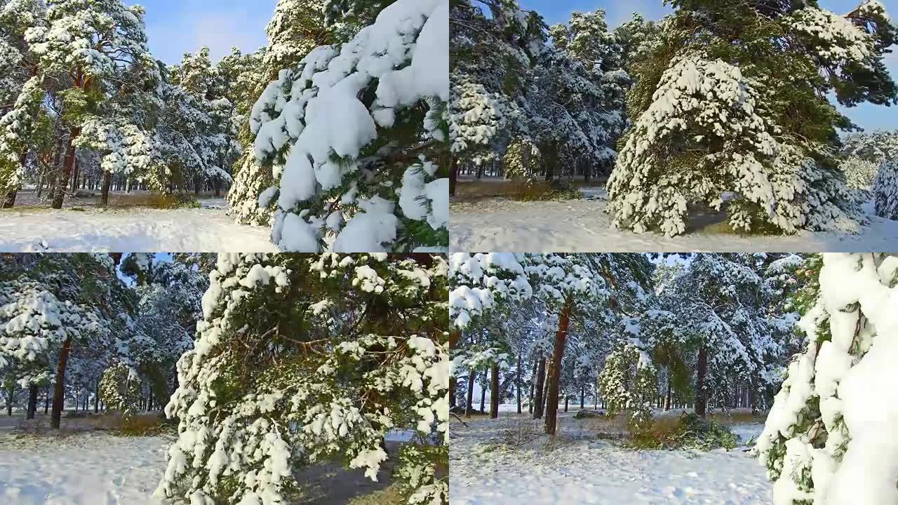 跟随积雪的脚步穿过冬季森林steadicam拍摄。圣诞树户外美丽的自然景观