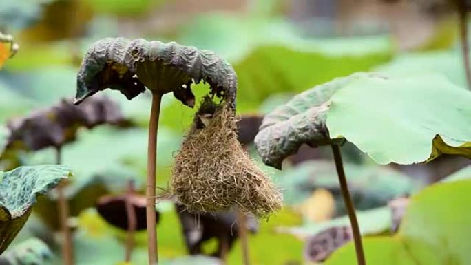 鸟 (平原Prinia) 在大自然中建造鸟巢