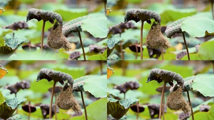 鸟 (平原Prinia) 在大自然中建造鸟巢