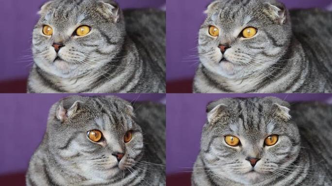 苏格兰折叠猫在紫色背景上的近距离观察