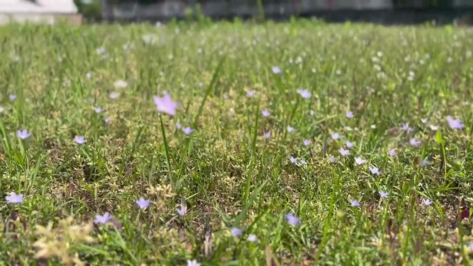 清新花朵田野风光乡村景色