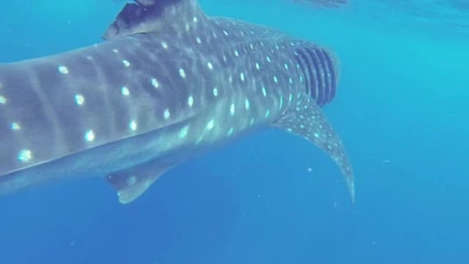 鲸鲨以沿海浮游生物为食