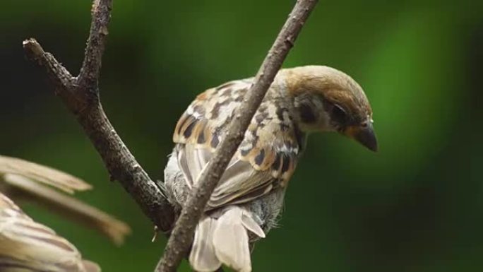 菲律宾玛雅人或欧亚树麻雀或通过人montanus perch on twig