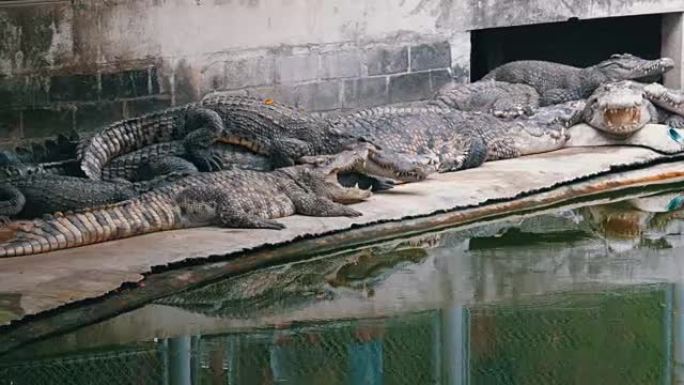 鳄鱼位于绿色的水附近。泥泞的沼泽河。泰国。亚洲