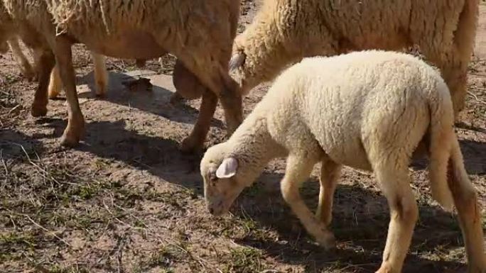 Sheep in farm