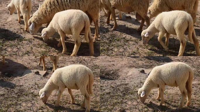 Sheep in farm