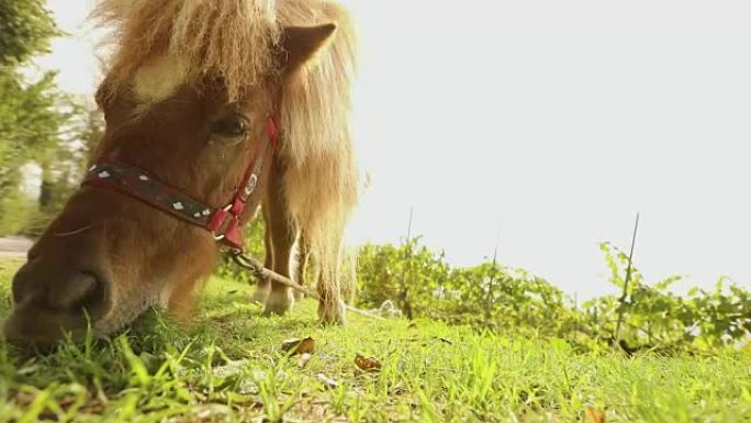 棕色小马在镜头后面吃草，小马在吃草，特写