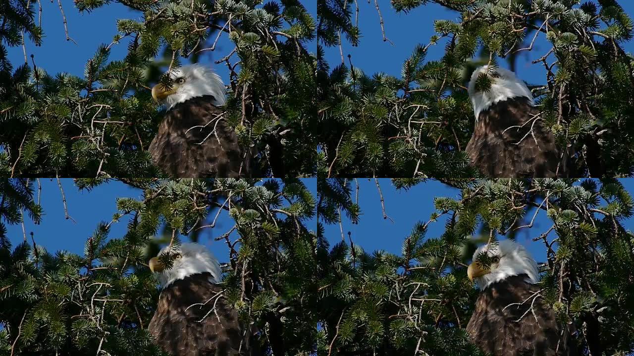 一只鹰在树枝后面看着
