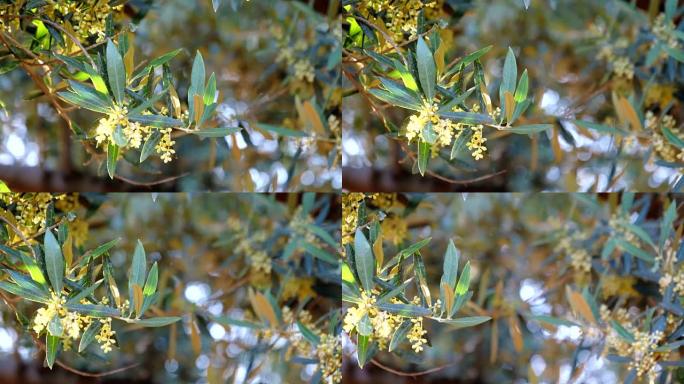 盛开的橄榄枝即将在春天离开，软室的运动