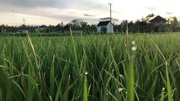 日出时间的巴厘岛稻田