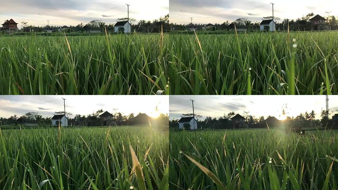 日出时间的巴厘岛稻田