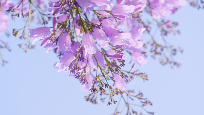 广告级画质 蓝花楹-升格-特写