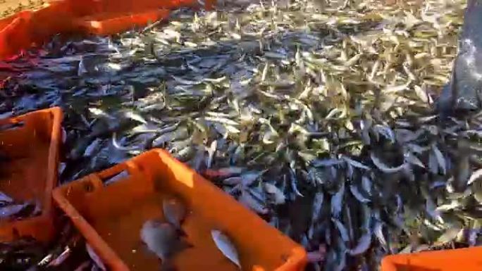 渔民将沙丁鱼分开出售