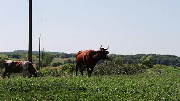 奶牛在夏季草地上吃草