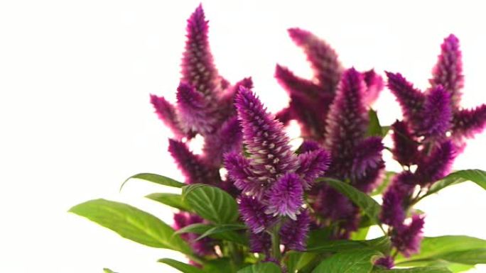 鸡冠celosia spicata植物