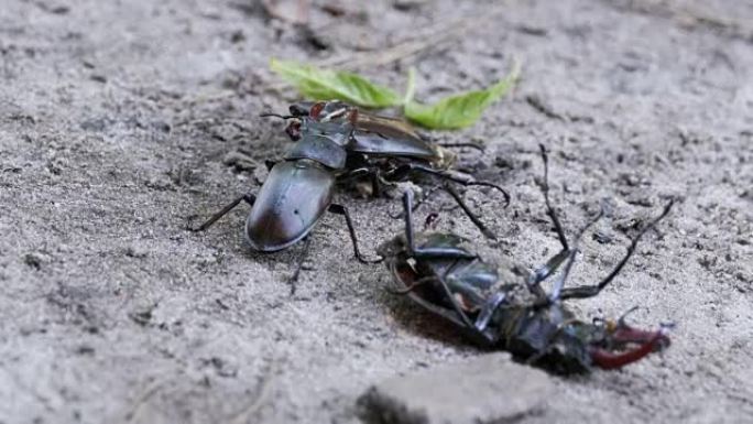 鹿甲虫鹿沿着地面推一只被压碎的死甲虫