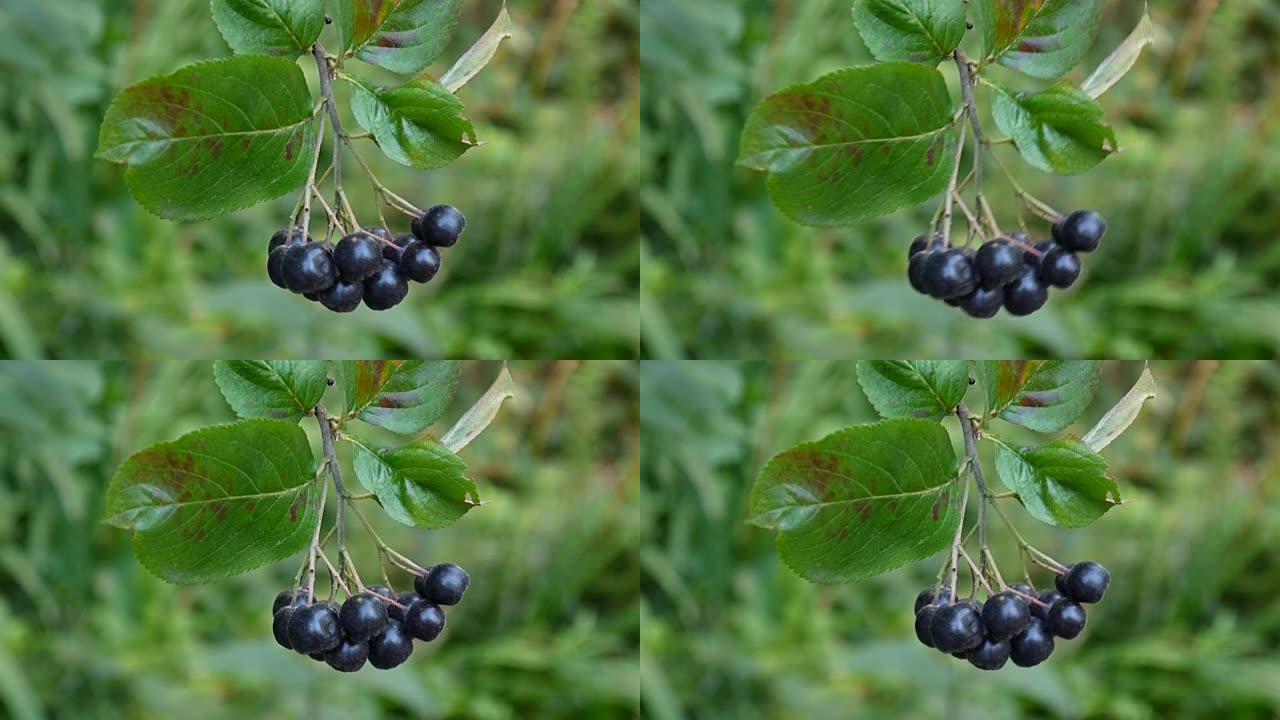黑果芸香，树枝上成熟的黑果芸香
