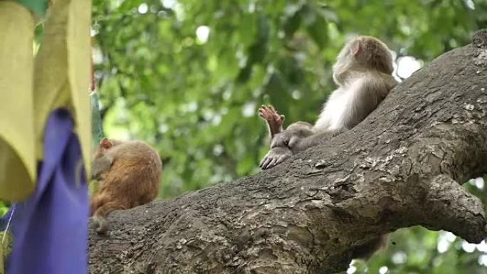 树上的猴子家族