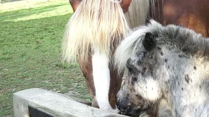 Horse drink water on the farm. Sunny morning