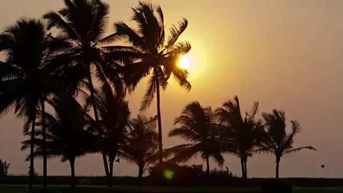 美丽的日落太阳落在棕榈树后面，延时