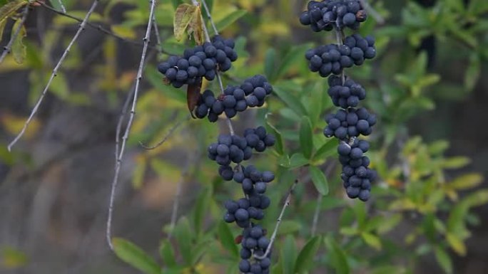 风吹拂的野生黑色浆果。
