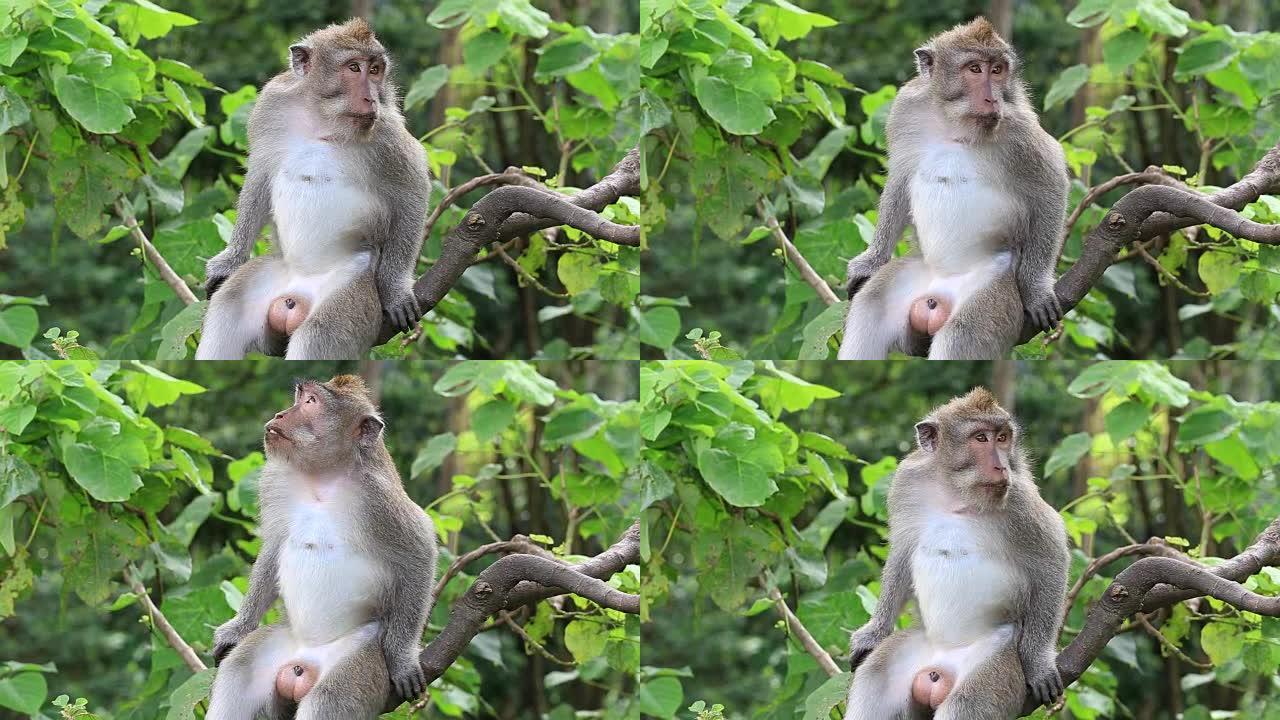 印度尼西亚巴厘岛乌布神圣猴子森林的猴子家族