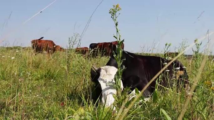 不寻常的漆成白色的黑牛躺在草丛中咀嚼