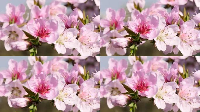 在韩国摇曳的粉红色梅花名为Prunus mume