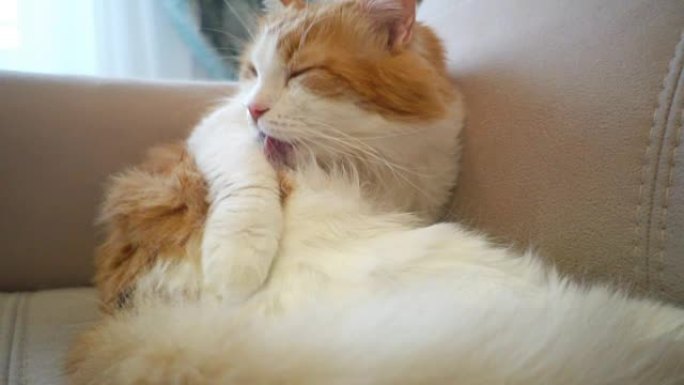红白毛的猫在沙发上洗澡