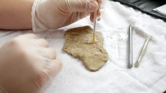 一位古生物学家从粘虫腕足动物化石上清除污垢