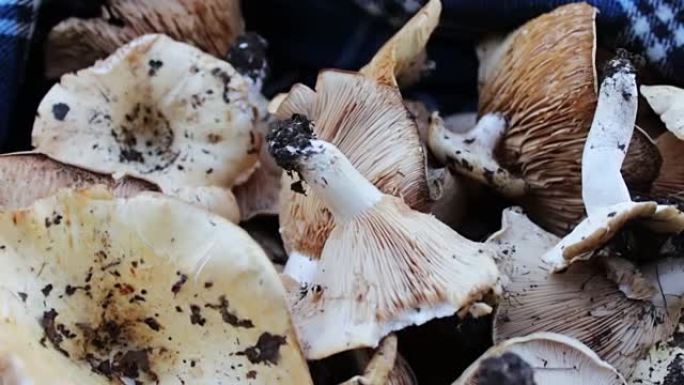在桌子上的森林中收获新鲜采摘的蘑菇