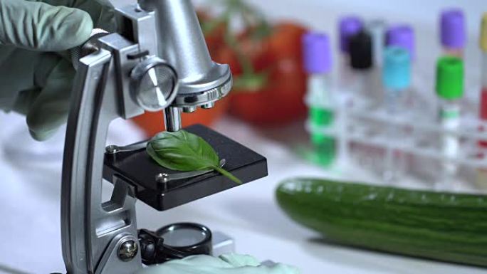 食品质量控制-科学家在实验室用显微镜检查罗勒叶