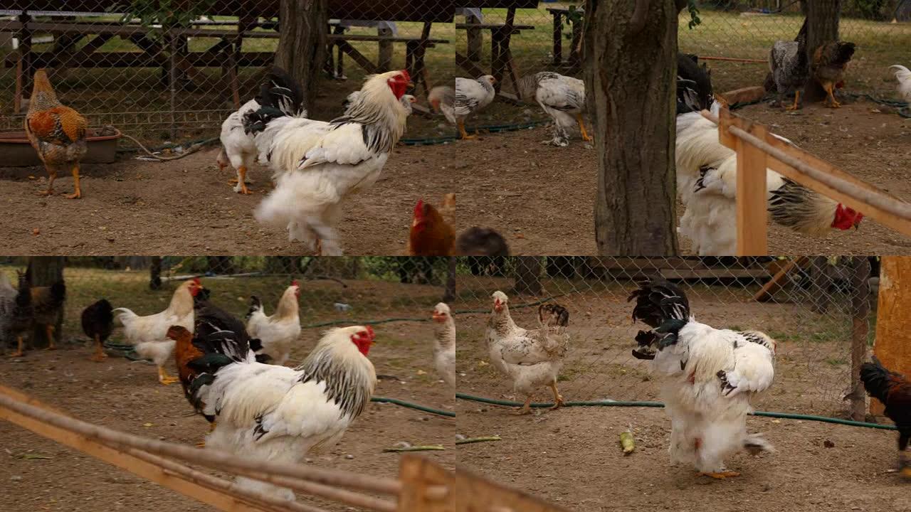 有机可持续农场的各种鸡