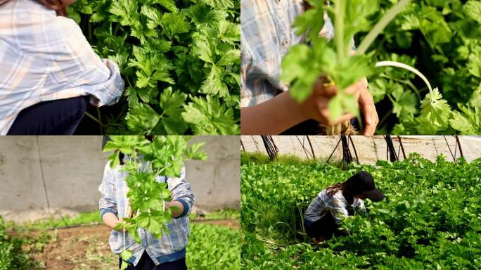 芹菜采摘种植绿色农业蔬菜大棚