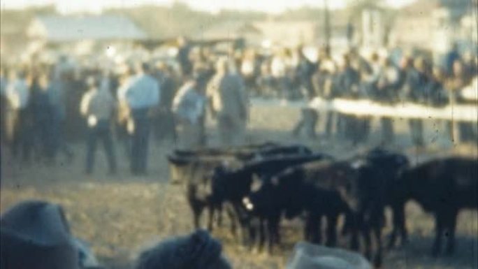 牛跑活动 (档案20世纪50年代)