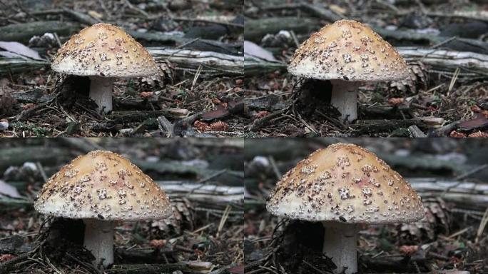 带有灰色帽子和白色圆点的蘑菇鹅膏在森林中生长。采摘蘑菇。
