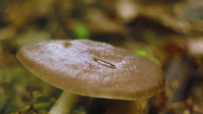 毛毛虫在森林里的蘑菇上爬行。英寸蠕虫宏