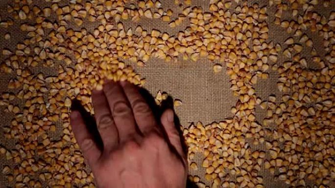 男士手工清洗玉米粒在粗麻布上制作一帧谷物