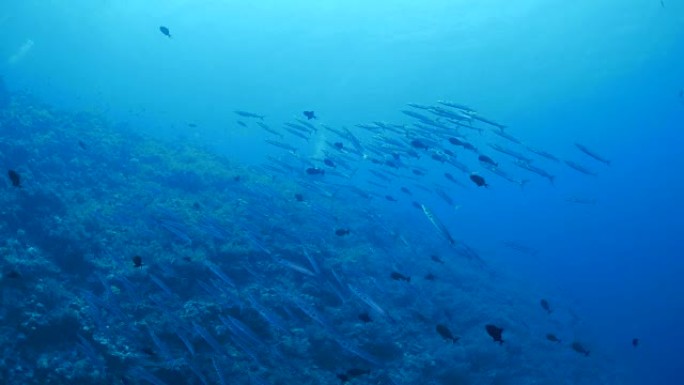 梭鱼养鱼，帕劳，密克罗尼西亚