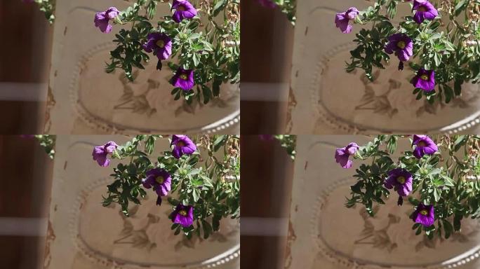 悬挂花盆中的紫色百万铃铛花