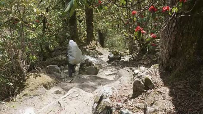 女孩走在尼泊尔群山之间的神秘森林中。