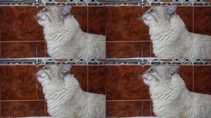 国内西伯利亚猫饮用探水涓涓流视频