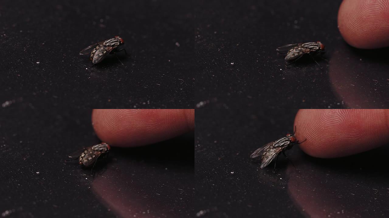 手指附近苍蝇的微距拍摄。