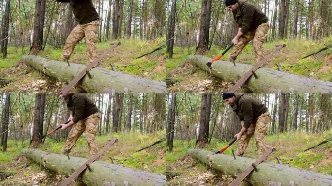 伐木工人砍下一棵树，用大斧砍掉森林中的许多碎片。强壮健康的成人撕裂男人，大肌肉在户外用大斧工作