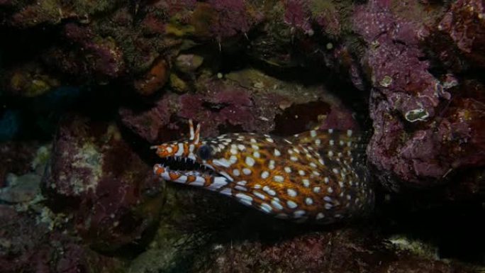 豹纹海鳗