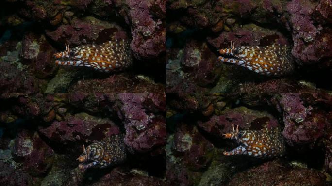 豹纹海鳗